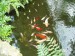 V arboretu-zlaté rybky